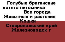 Голубые британские котята питомника Silvery Snow. - Все города Животные и растения » Кошки   . Ставропольский край,Железноводск г.